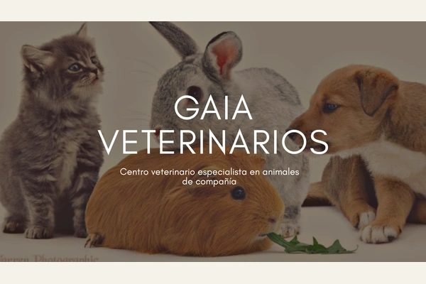 Imagen de Gaia Veterinarios con su nombre y animales de compañía