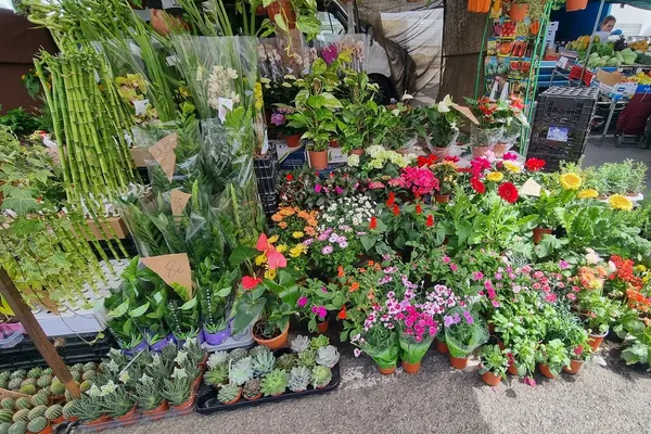 Puesto de plantas y flores en el mercadillo de los miércoles de Vecindario, con suculentas, bambú de la suerte y flores de temporada